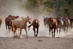 Herd of horses walking through dusty corral at Moab horseback riding ranch