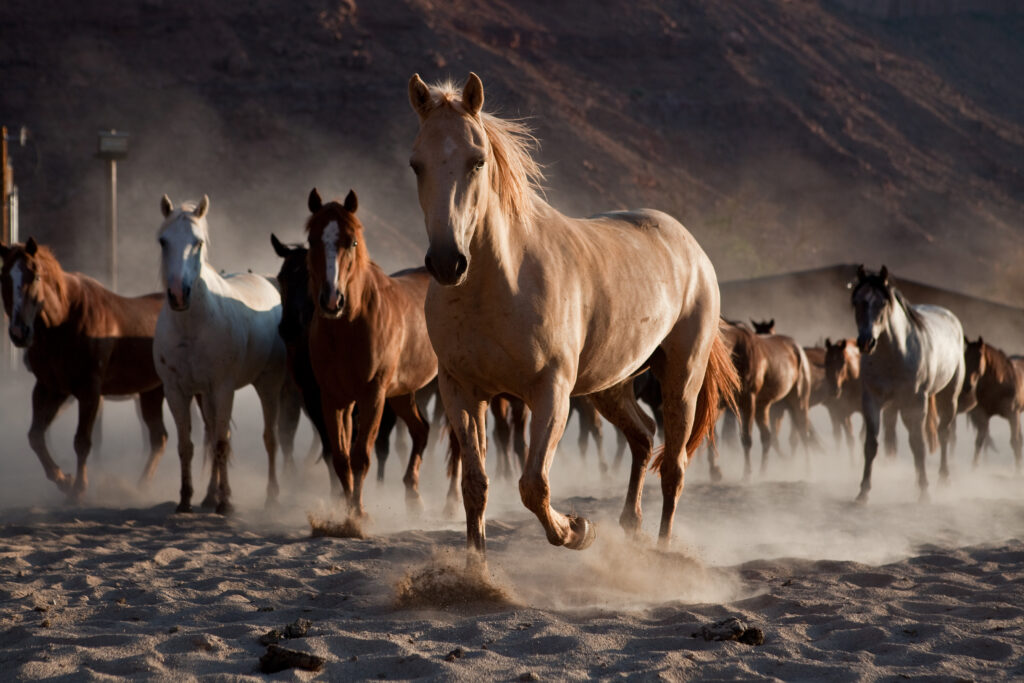 Quarter horses trotting through ranch corral raising dust in Moab Utah