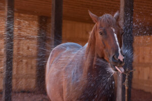 Horse drinking water while being cooled off at Moab horseback riding ranch