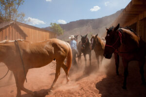 Wrangler leading horses to be saddled before trail ride near Moab